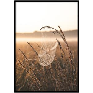 Poster - Cob web