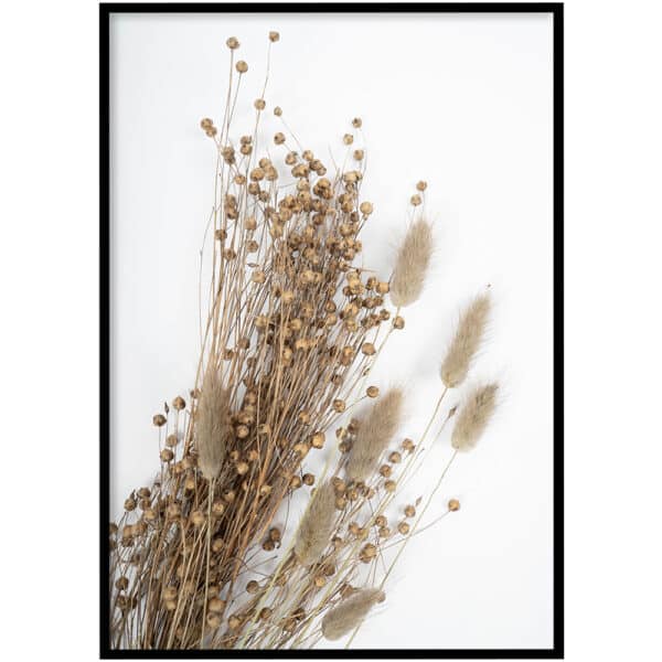 Poster - Dried Lagarus Ovatus