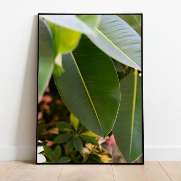 Poster - Ficus