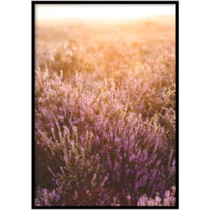 Poster - Flower power