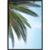 Poster - Palm