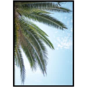 Poster - Palm