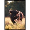 Poster - Schotse Hooglander