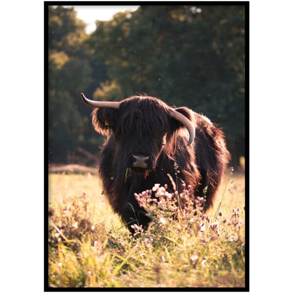 Poster - Schotse Hooglander