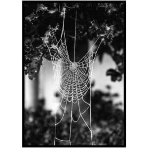 Poster - Spinnenweb