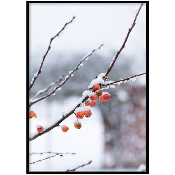Poster - Winter appeltjes