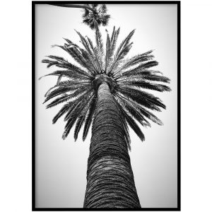 Palmbomen zwart-wit